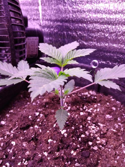 Eternity Grow Cup 2026. Week 2