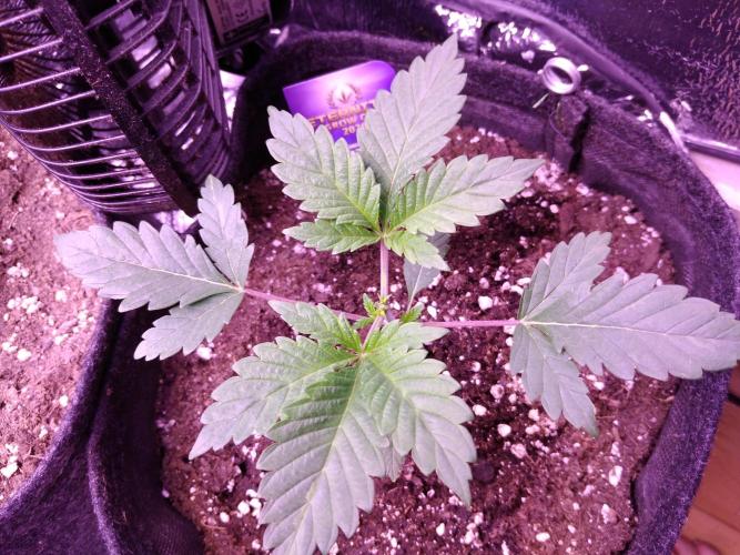 Eternity Grow Cup 2026. Week 2