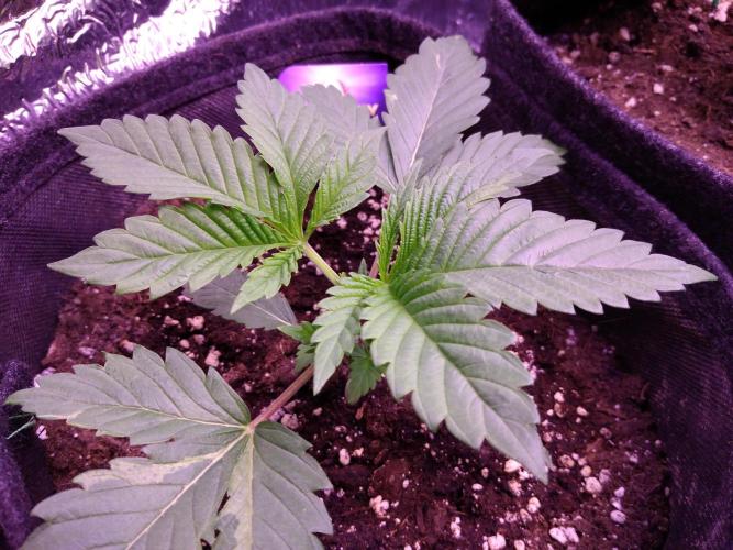 Eternity Grow Cup 2026. Week 2