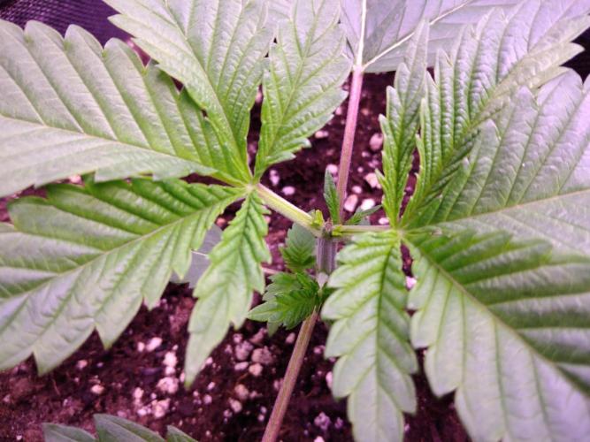 Eternity Grow Cup 2026. Week 2