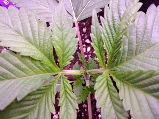 Eternity Grow Cup 2026. Week 2