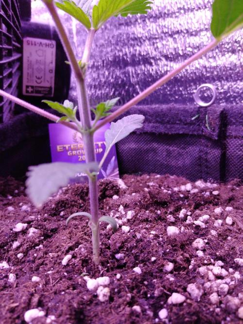 Eternity Grow Cup 2026. Week 2