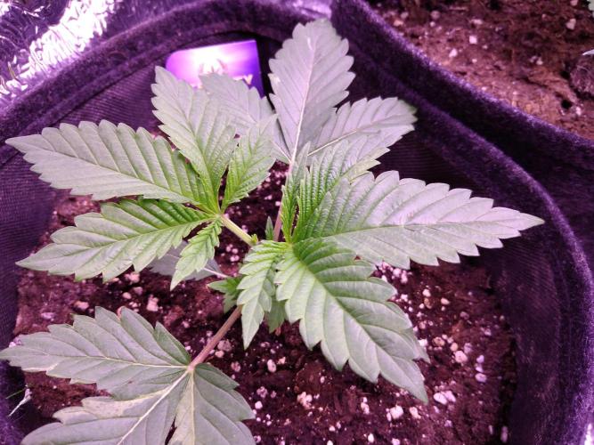 Eternity Grow Cup 2026. Week 2