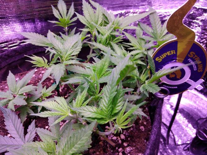 Crackers von Super Strains. Week 7