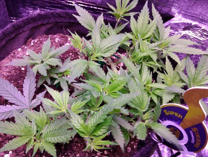 Crackers von Super Strains. Week 7