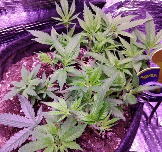 Crackers von Super Strains. Week 7