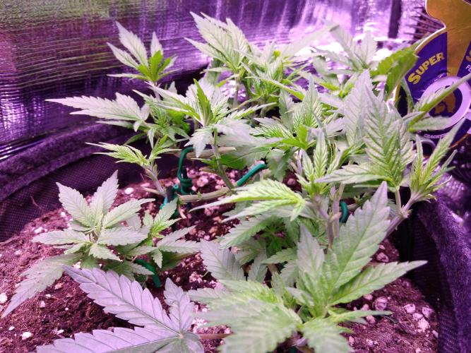 Crackers von Super Strains. Week 7