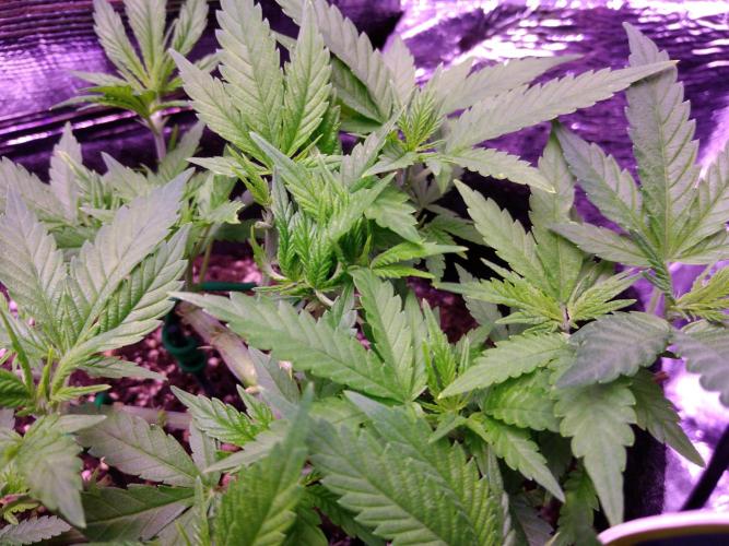 Crackers von Super Strains. Week 7