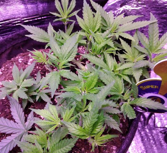 Crackers von Super Strains. Week 7