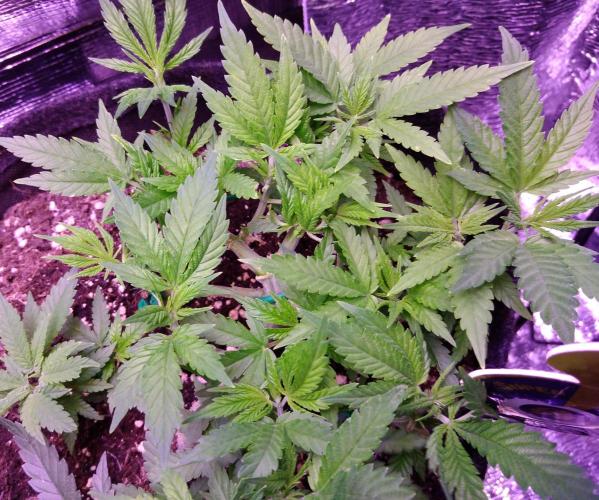 Crackers von Super Strains. Week 7