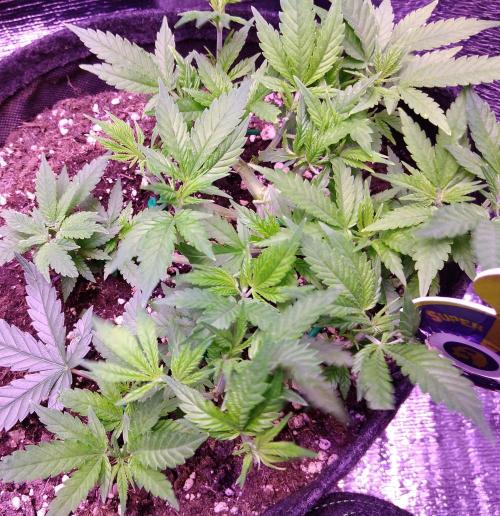 Crackers von Super Strains. Week 7