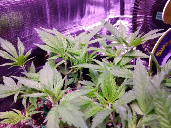 Crackers von Super Strains. Week 7