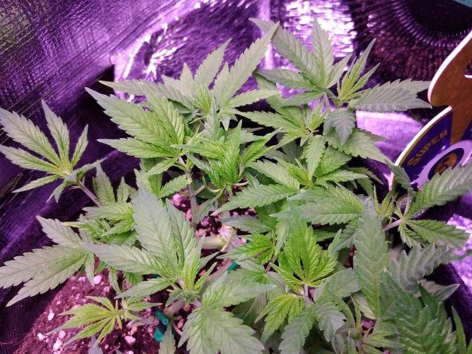 Crackers von Super Strains. Week 7