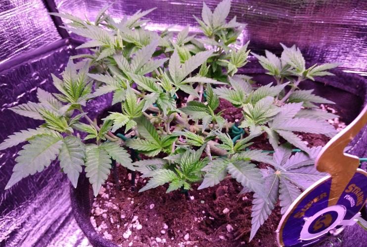 Der Klassiker !. Week 7