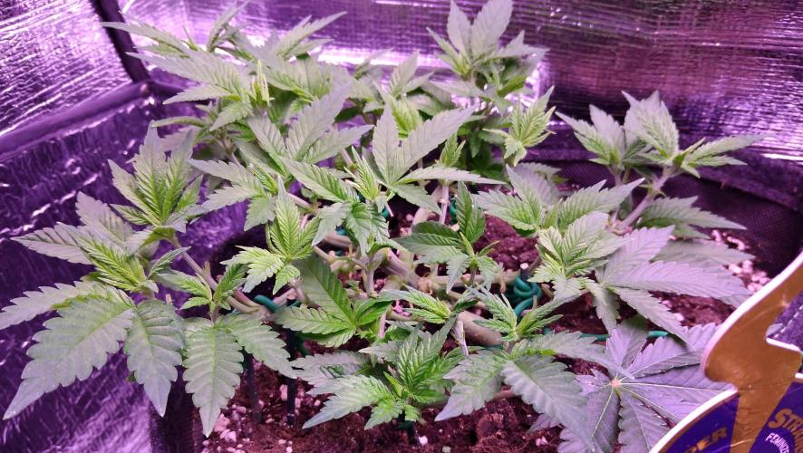 Der Klassiker !. Week 7