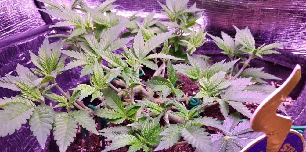 Der Klassiker !. Week 7