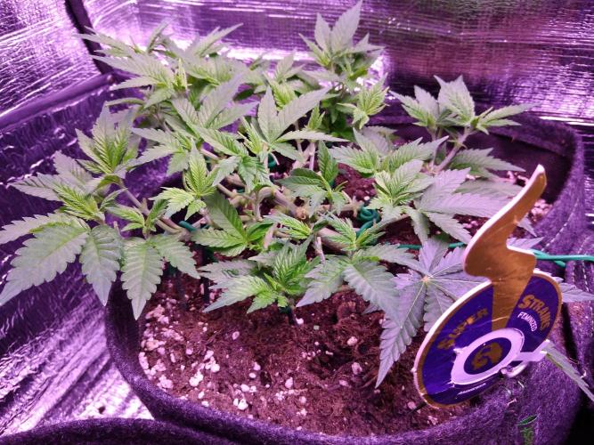 Der Klassiker !. Week 7