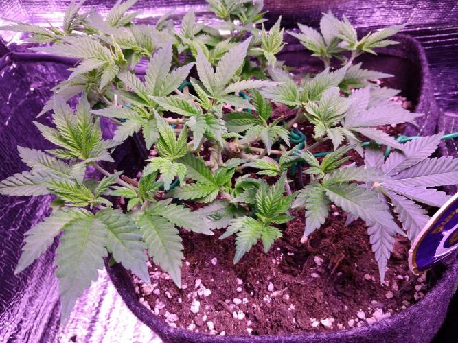 Der Klassiker !. Week 7