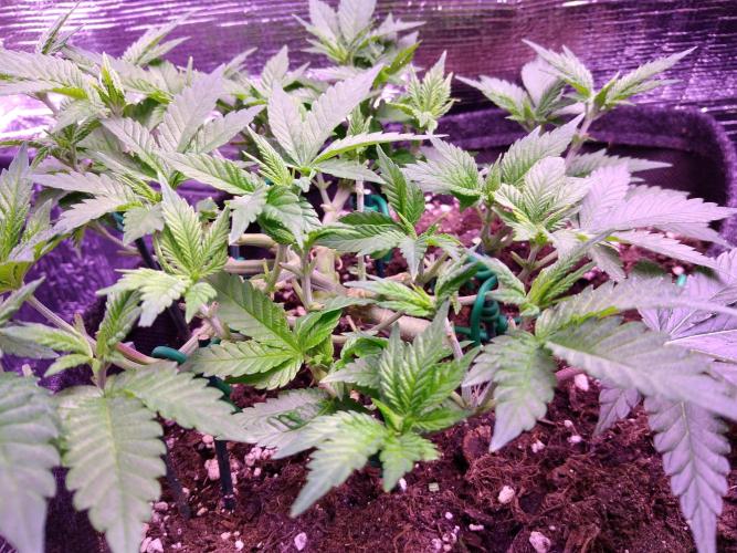 Der Klassiker !. Week 7