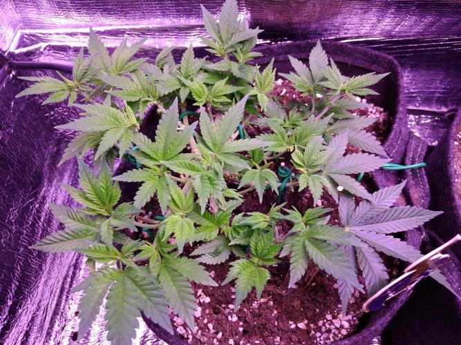 Der Klassiker !. Week 7