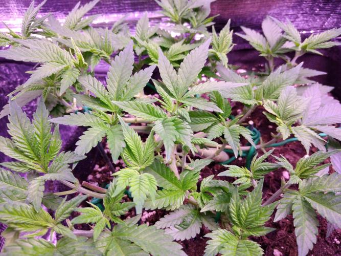 Der Klassiker !. Week 7