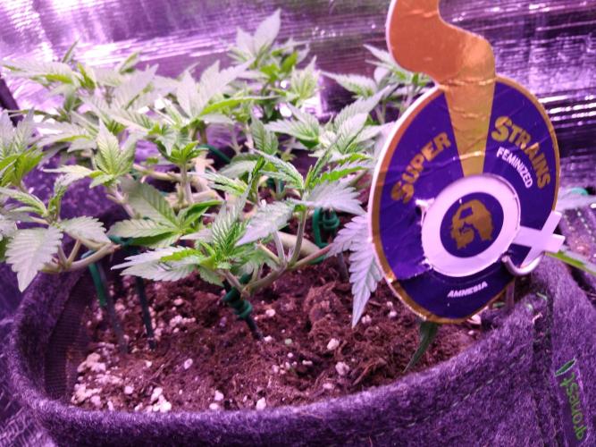 Der Klassiker !. Week 7