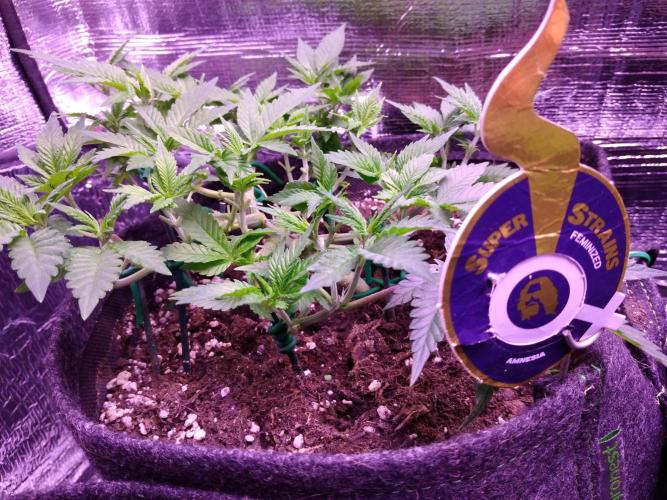 Der Klassiker !. Week 7