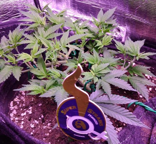 Der Klassiker !. Week 7