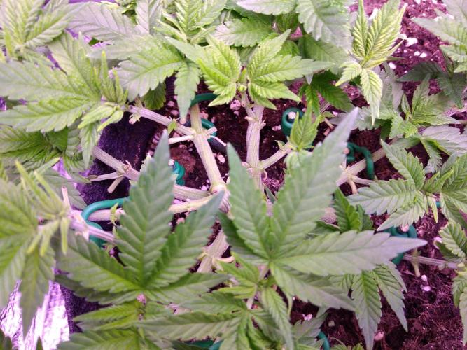 Der Klassiker !. Week 7