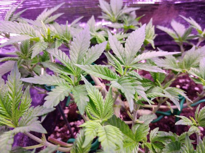 Der Klassiker !. Week 7