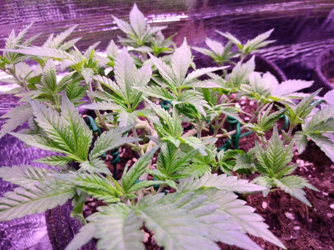 Der Klassiker !. Week 7