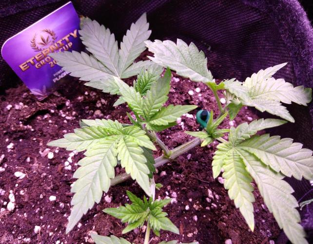 Eternity Grow Cup 2026. Week 3