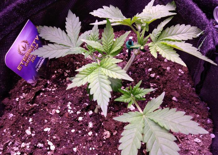 Eternity Grow Cup 2026. Week 3