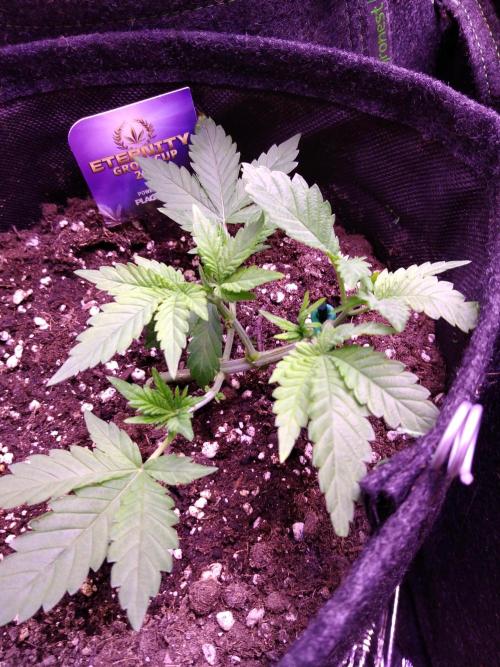 Eternity Grow Cup 2026. Week 3