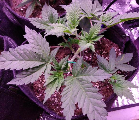 Eternity Grow Cup 2026. Week 3