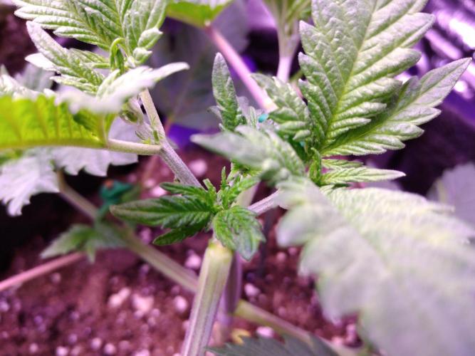 Eternity Grow Cup 2026. Week 3