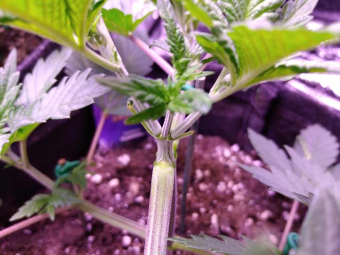 Eternity Grow Cup 2026. Week 3