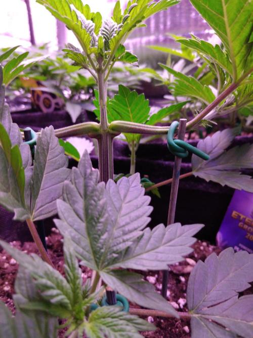 Eternity Grow Cup 2026. Week 3