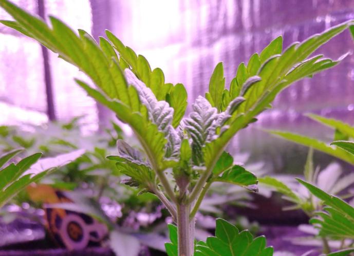 Eternity Grow Cup 2026. Week 3