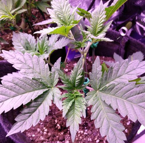 Eternity Grow Cup 2026. Week 3