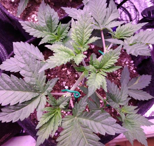 Eternity Grow Cup 2026. Week 3