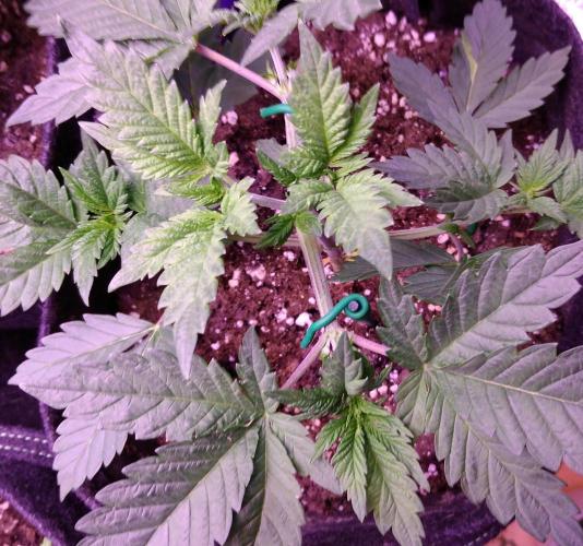 Eternity Grow Cup 2026. Week 3