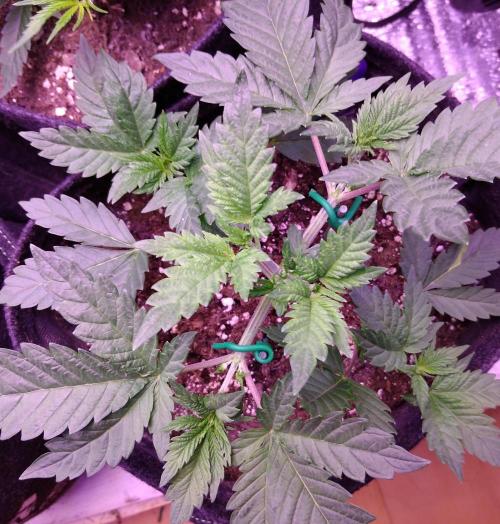 Eternity Grow Cup 2026. Week 3