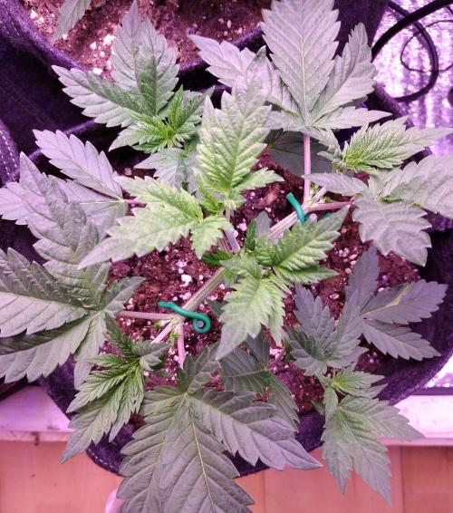 Eternity Grow Cup 2026. Week 3