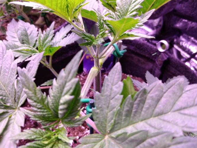 Eternity Grow Cup 2026. Week 3