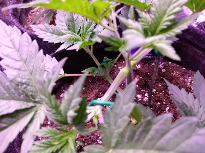 Eternity Grow Cup 2026. Week 3