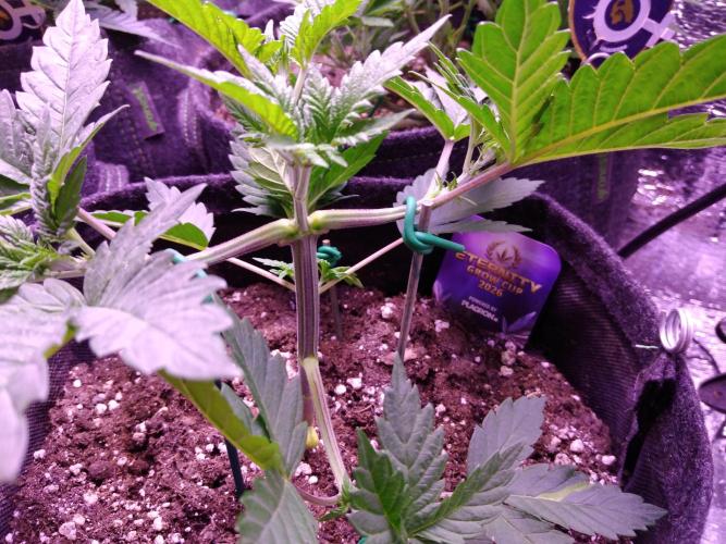 Eternity Grow Cup 2026. Week 3