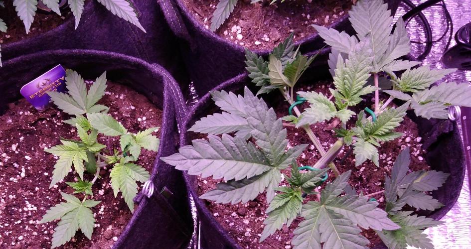 Eternity Grow Cup 2026. Week 3