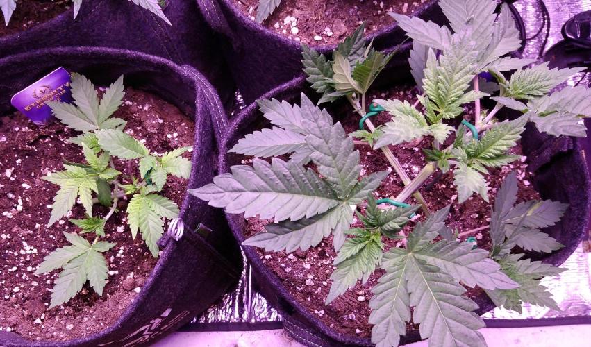 Eternity Grow Cup 2026. Week 3