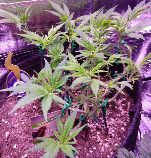 Crackers von Super Strains. Week 8